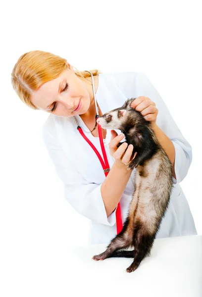 Μικρά κτηνίατρος εξετάζει ένα ασθενών κουνάβι — Φωτογραφία Αρχείου