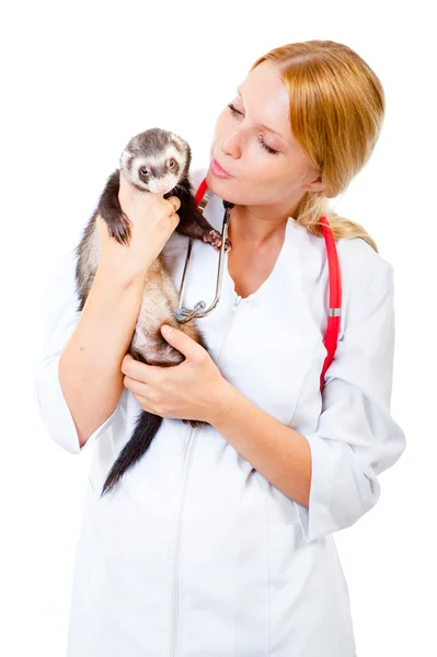 Μικρά κτηνίατρος εξετάζει ένα ασθενών κουνάβι — Φωτογραφία Αρχείου