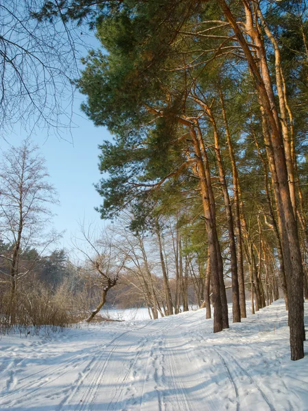 冬時間の松林 — ストック写真