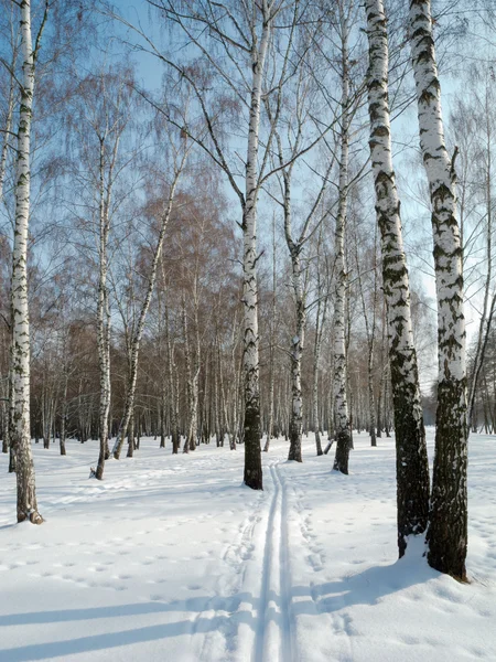 Berkenbos in de winter — Stockfoto