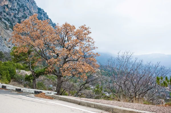 dağlar arasında yol kenarında üzerinde meşe ağacı