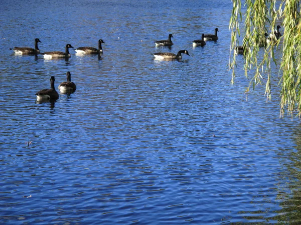 Geese and Pond — Stock Photo, Image