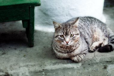 yerli kedi oturup sakin açık