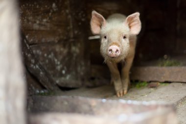 One little scared pig at farm clipart