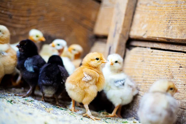 Muitas pequenas galinhas coloridas — Fotografia de Stock