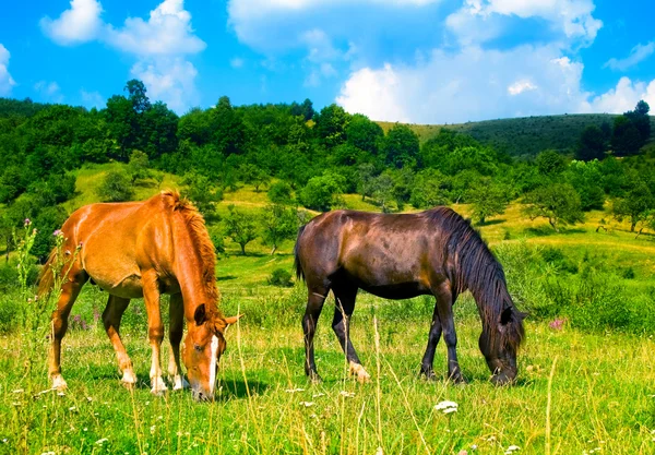 Twee prachtige paarden — Stockfoto