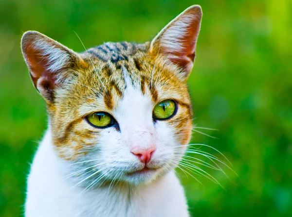 Sweet female cat — Stock Photo, Image