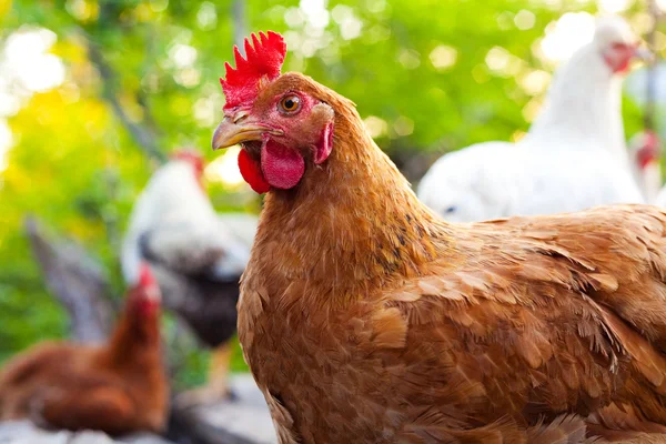 Uma galinha na frente de seu grupo — Fotografia de Stock