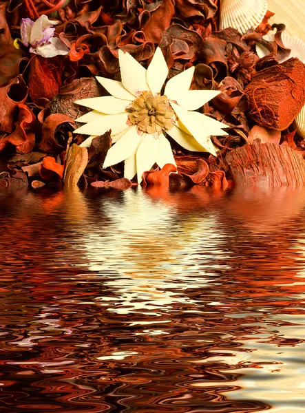 Αποξηραμένα βότανα και λουλούδια στο νερό — Φωτογραφία Αρχείου
