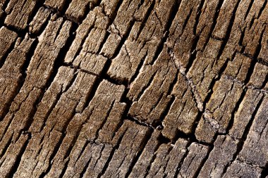 Texture background - tree cracked bark clipart