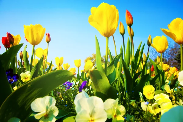 Primer plano en muchas flores frescas coloridas del tulipán — Foto de Stock