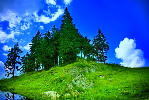Mountain landscape - fir trees, grass and sky — Stock Photo, Image