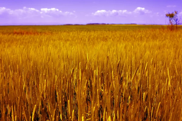 Paisagem agrícola - campo de grãos dourados — Fotografia de Stock