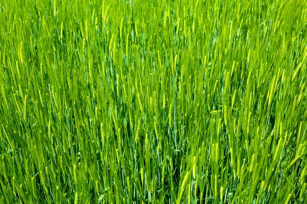 stock image Agriculture background - green fresh grain