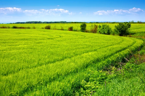 Field of green fresh grain and beautiful blue sky — Stock Photo, Image