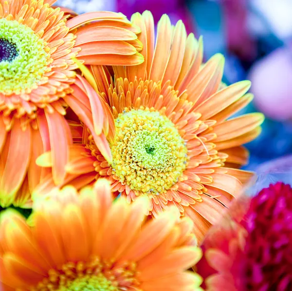 Close up on beautiful colorful bouquet of flowers — Stok fotoğraf