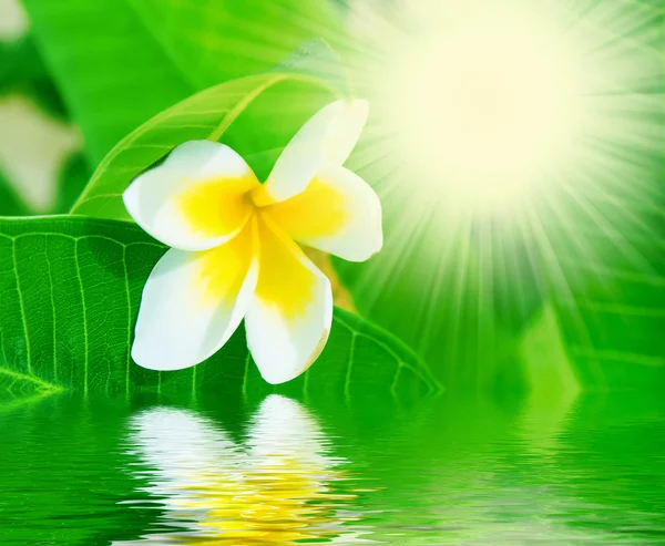 Çiçek, su ve güneş ışınları — Stok fotoğraf