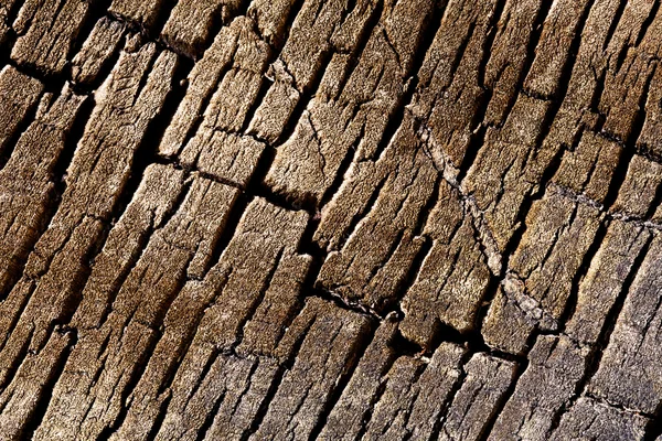 Textura de fondo - corteza agrietada árbol — Foto de Stock