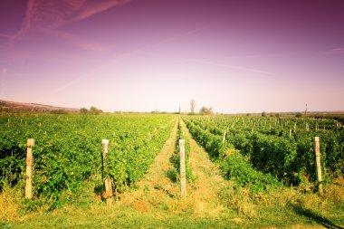 Vineyard colorful landscape clipart