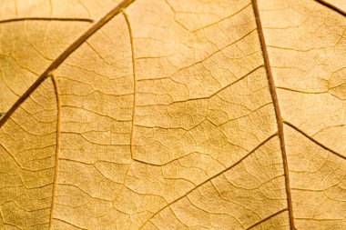 Macro on textured autumn brown leaf clipart