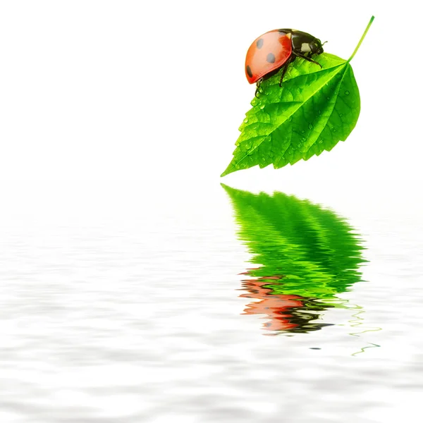 Conceito de natureza pura - folha de joaninha e água — Fotografia de Stock