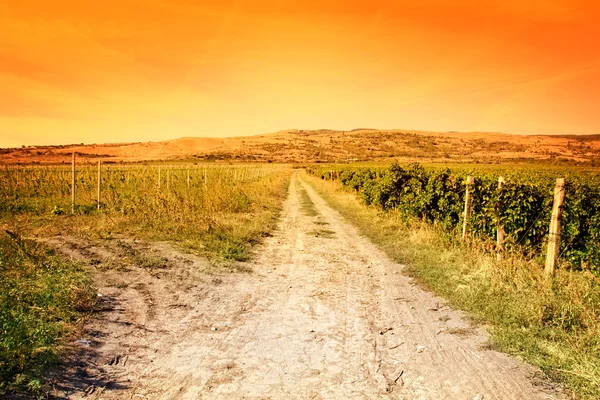 农业景观-葡萄园和阳光明媚色彩斑斓的天空 — 图库照片