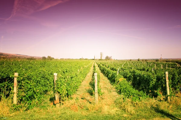 stock image Vineyard colorful landscape