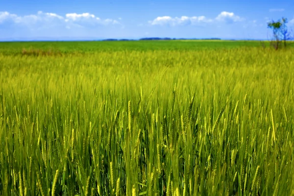 Paisagem de grãos verdes frescos e grama — Fotografia de Stock