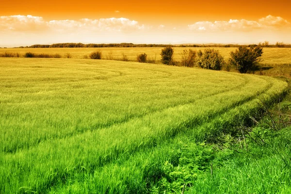 Campo de grama fresca verde e céu colorido — Fotografia de Stock
