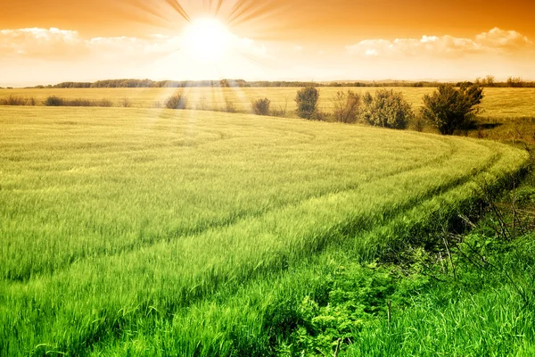 Campo de grão fresco verde e céu ensolarado — Fotografia de Stock