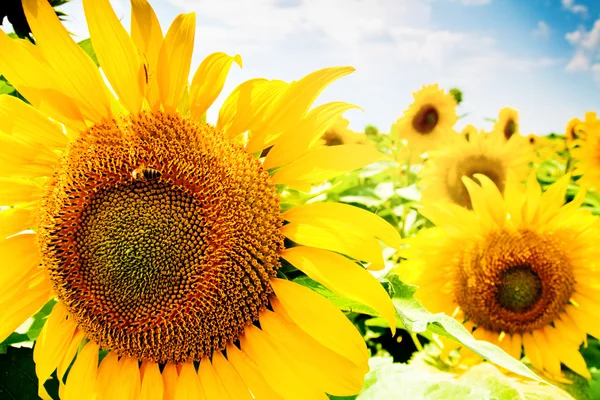 Sunflowers field and blue sky — Stock Photo, Image