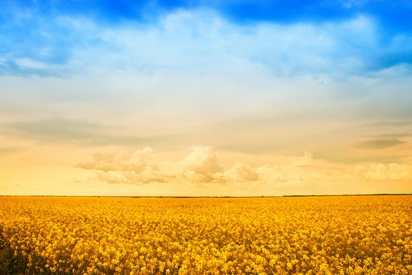 Felder mit goldenen Rapsblüten — Stockfoto