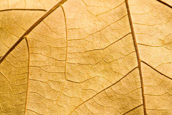 Macro on textured autumn brown leaf