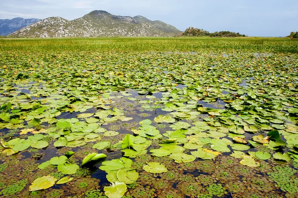 Lily bladeren op Đurađ lake, montenegro — Stockfoto