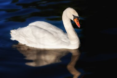 One white swan clipart