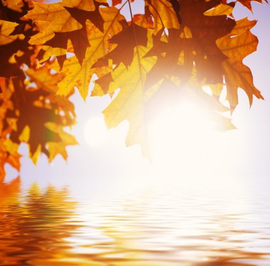 Autumn leaves reflecting in fresh water clipart