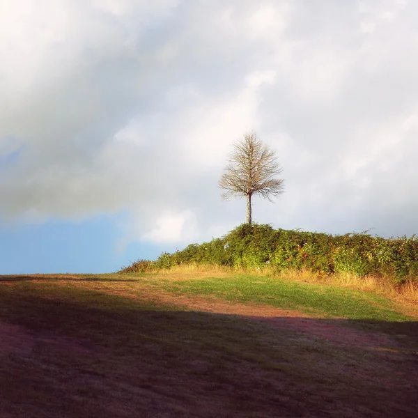 Пейзаж - одинокое дерево на холме и облачное небо — стоковое фото