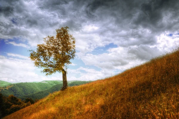 Paisagem de montanha - árvore isolada e grama de outono — Fotografia de Stock
