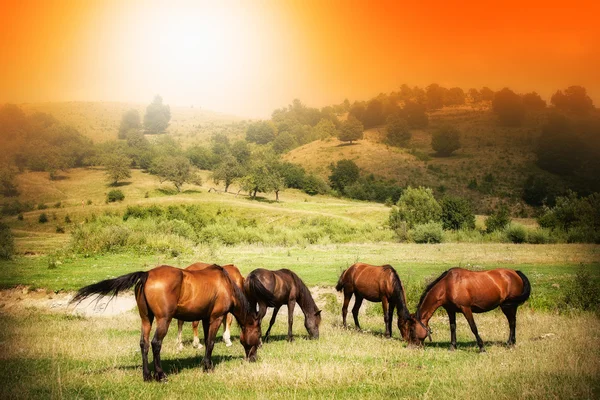 Cavalos selvagens no campo verde e céu ensolarado — Fotografia de Stock