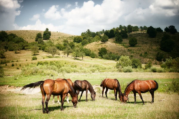Cavalos em terra rural verde — Fotografia de Stock