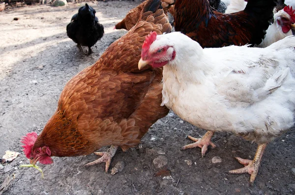 Pollos de granja —  Fotos de Stock