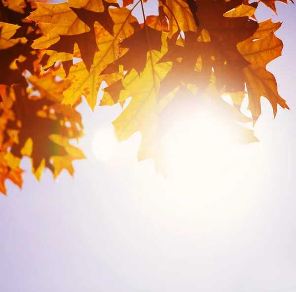 Autumn leaves and sky — Stock Photo, Image