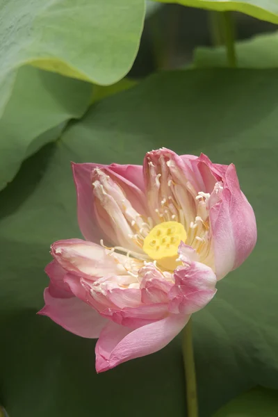 Zblízka - lotus — Stock fotografie