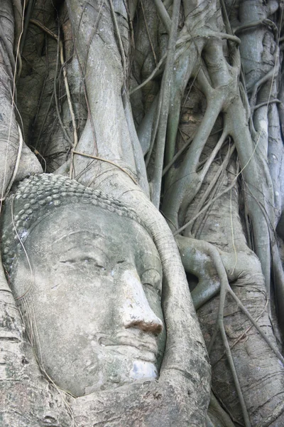 Tête de Bouddha Wat Mahathat — Photo