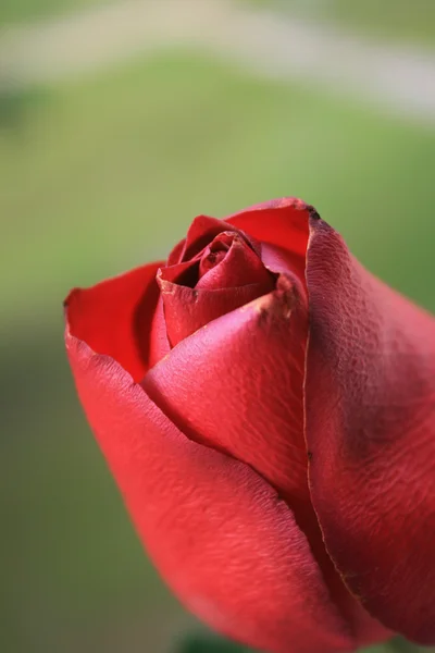 Красная роза Стоковое Фото