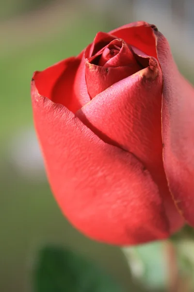 Rode roos Rechtenvrije Stockafbeeldingen