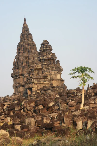 Papaya boom op hindoe tempel prambanan — Stockfoto