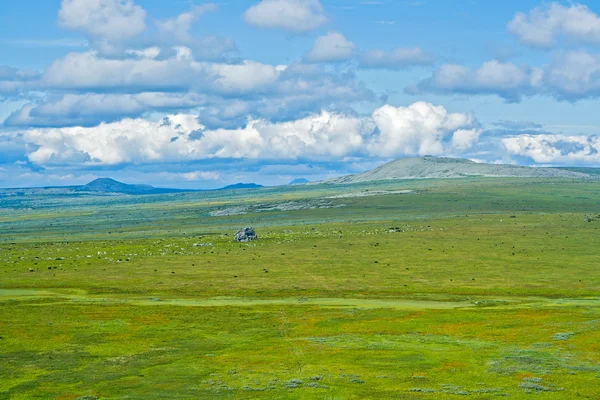Tundra — Stok fotoğraf
