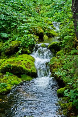 Stream in forest clipart