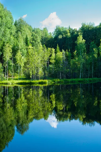 stock image Lake in forest